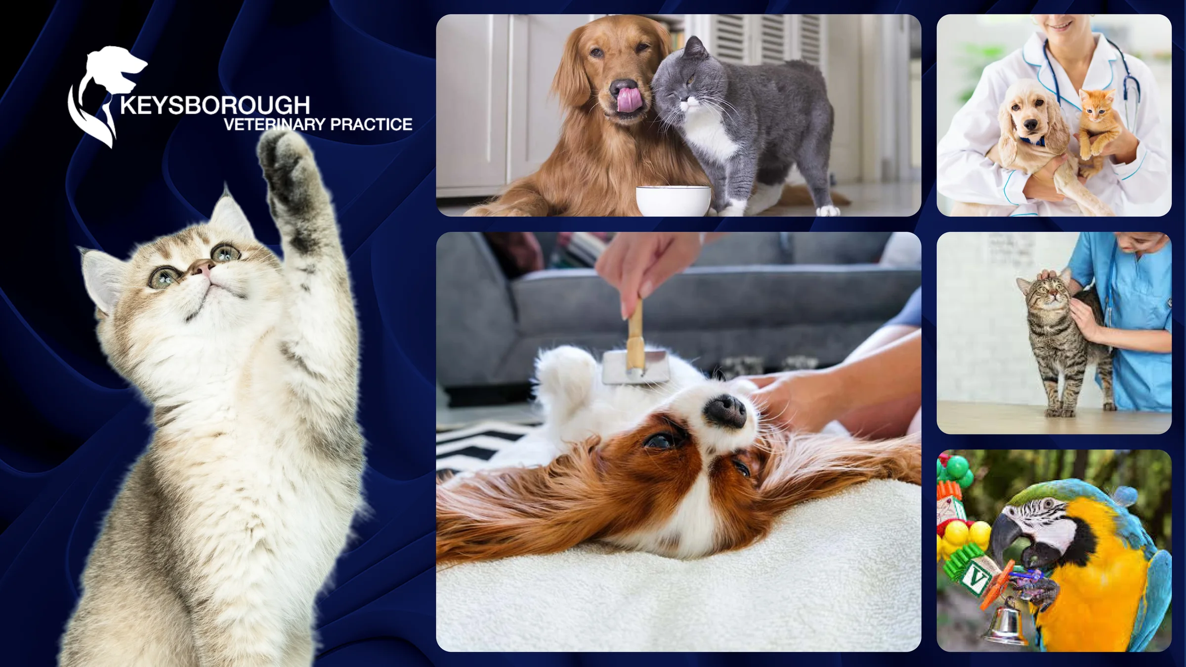 Keysborough Veterinary Practice: the brand, the animals and the team
